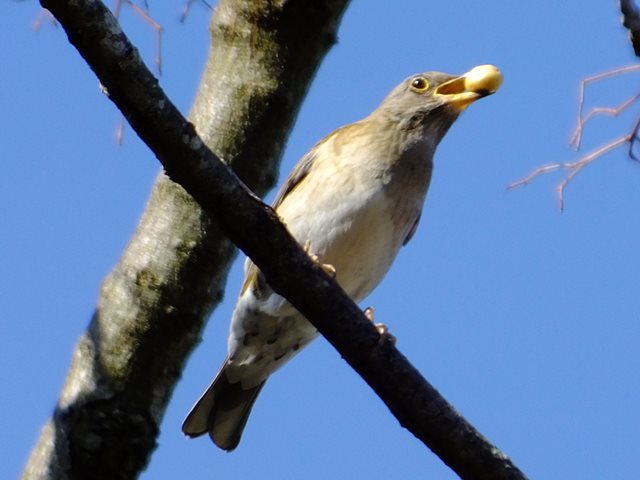 シロハラ: さらさらきらきら
