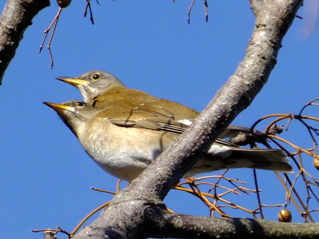 シロハラ シロハラ – BIRD FAN （日本野鳥の会）