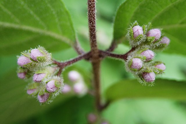 ヤブムラサキ: さらさらきらきら
