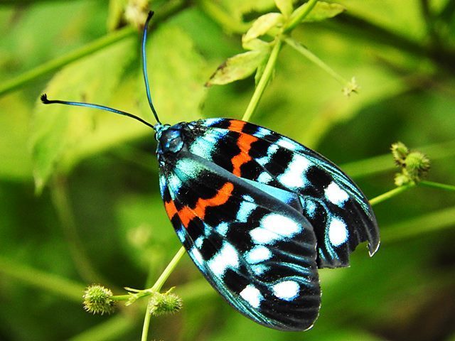 サツマニシキ: さらさらきらきら