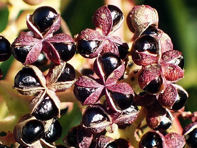 カラスザンショウ: さらさらきらきら